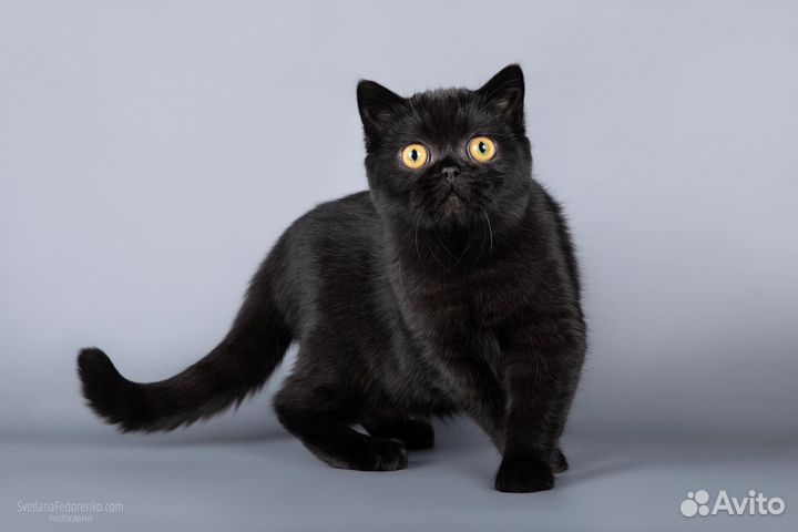 Черная кошечка