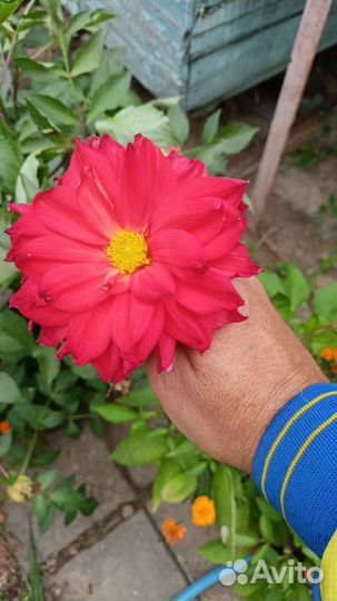 Георгины клубни