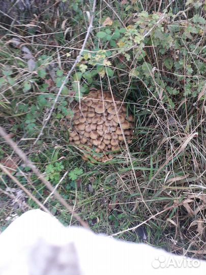 Грибы опята