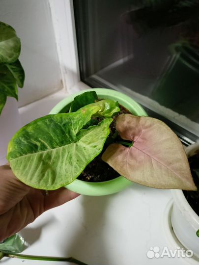 Сингониум пинк флекед