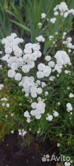 Многолетники