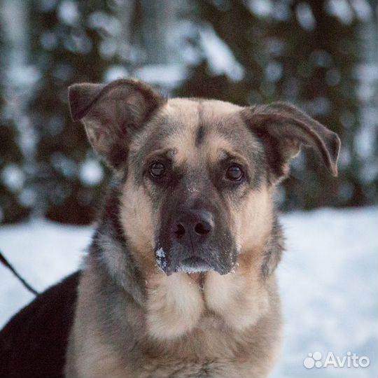 Хозяин Лорда умер