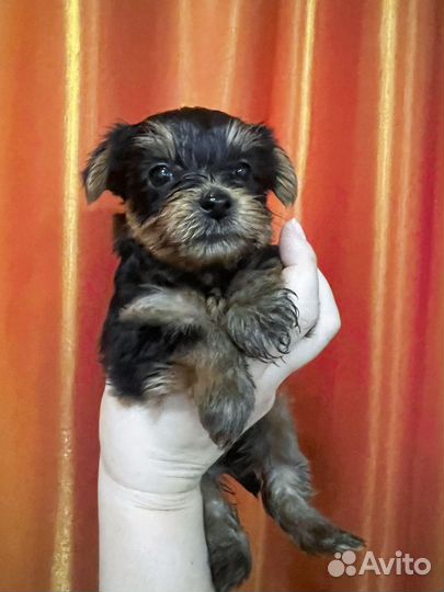 Йоркширский терьер