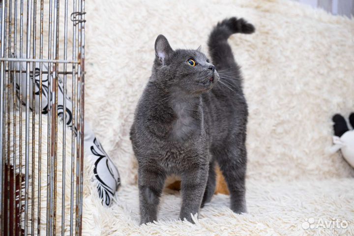 Отдам в добрые руки