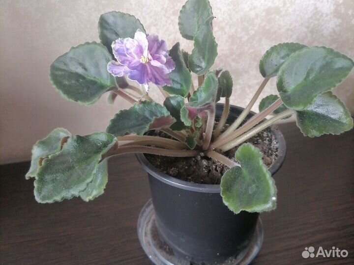 Цветущие фиалки