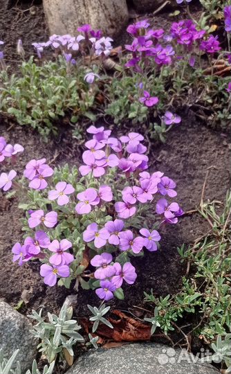 Почвопокровные многолетние растения