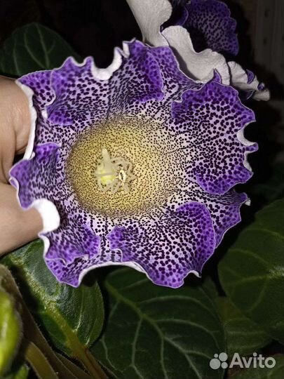 Цветущие, ароматные. Только начинают распускаться