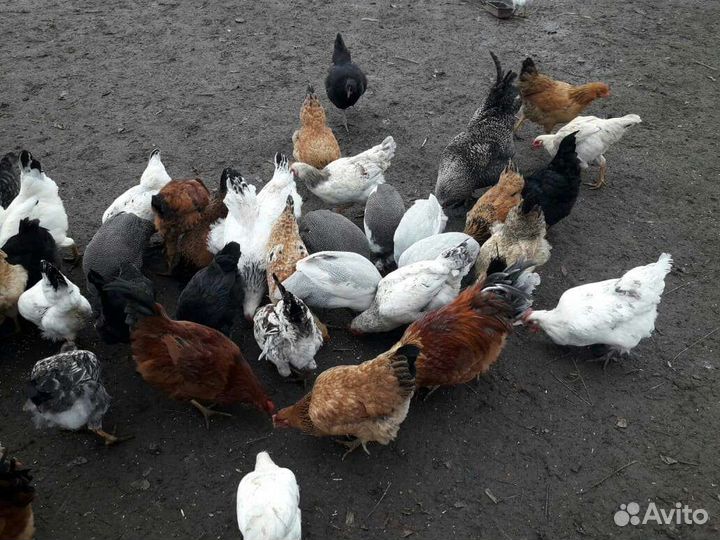 Куры несушки. Петрушки. Цесарки