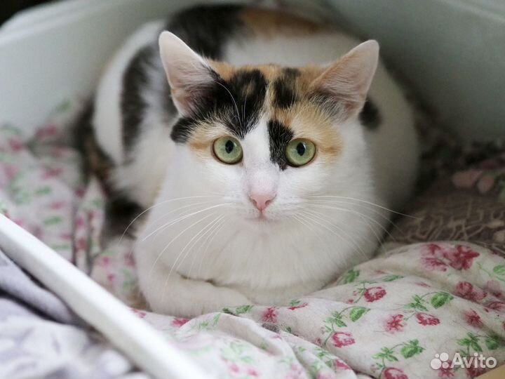 Трехцветная Трикса - на счастье и удачу