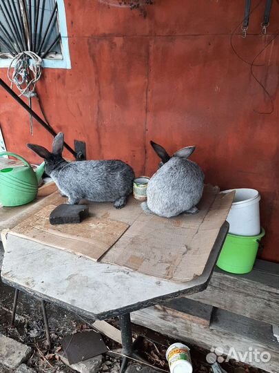 Кролики мясных пород