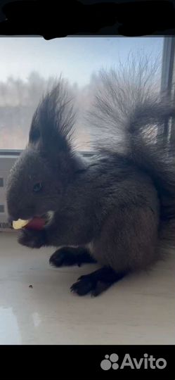 Белка, Бельчата