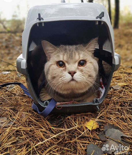 Шотландский кот вязка