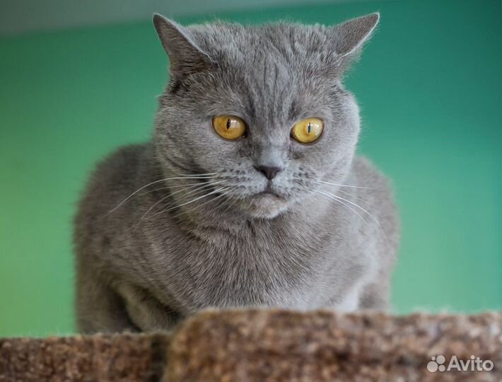 Британская кошечка Серафима Юрьевна в добрые руки