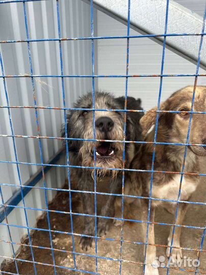 Домашний пес в отлове