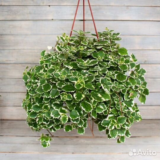 Продам рассаду