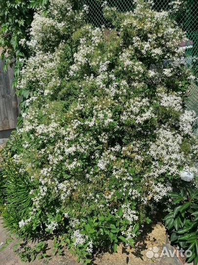 Гладиолусы лилии клематис хоста