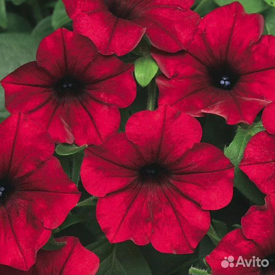 Ампельная петуния