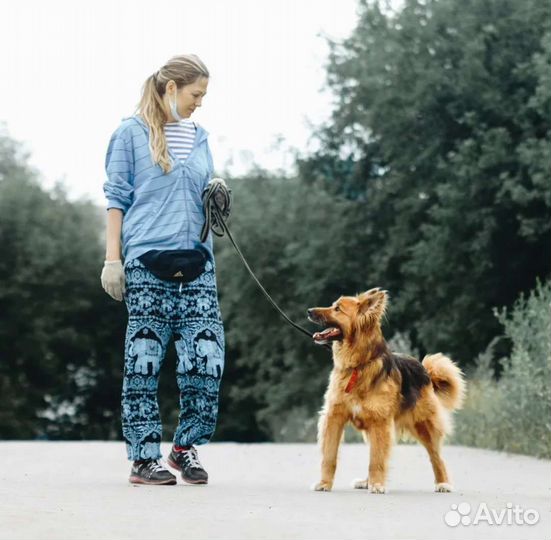 Собаки бесплатно в добрые руки