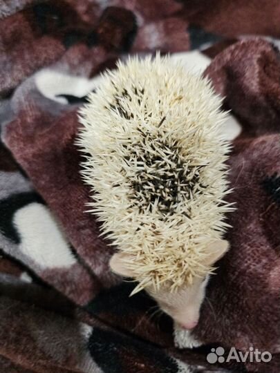 Африканские ежата. Ёжик. 06.09.23