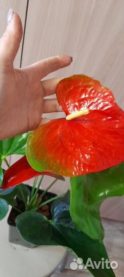 Антуриум коро