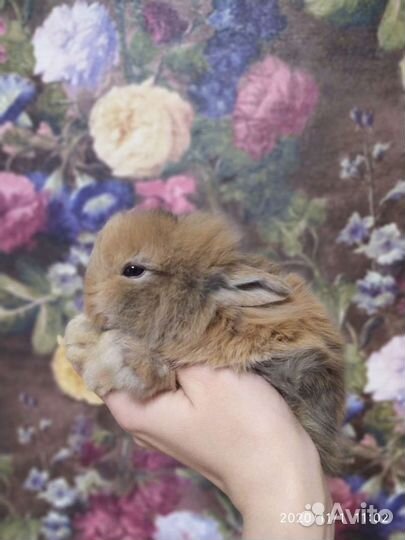 Кролики декоративные