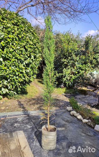 Кипарис пирамидальный