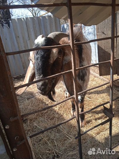 Козел нубиец