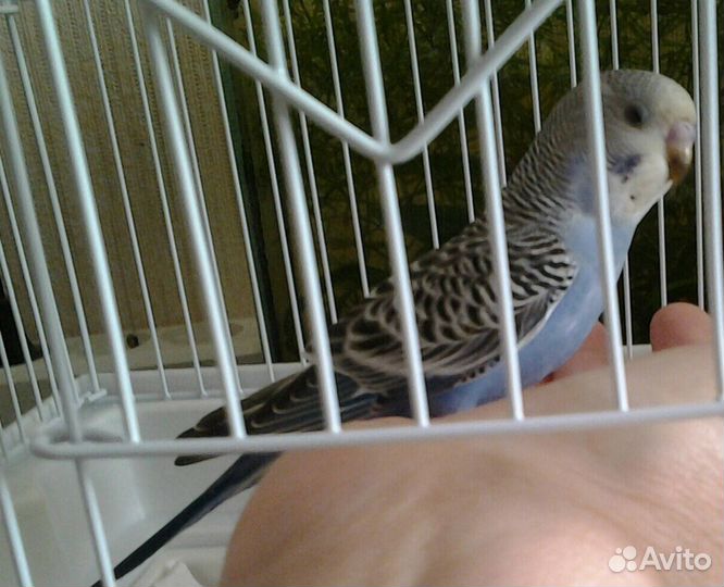 Волнистые попугаи. Птенцы