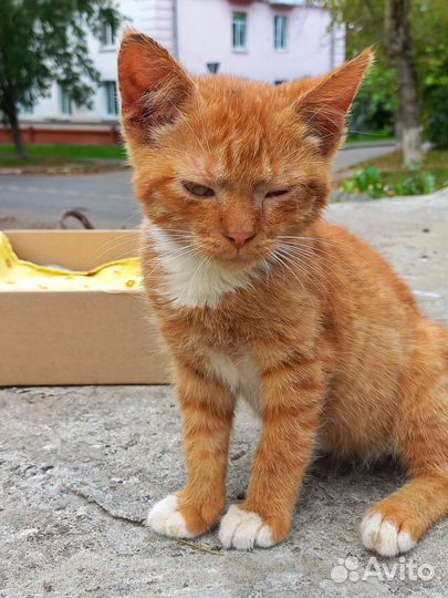 Кошка в дар