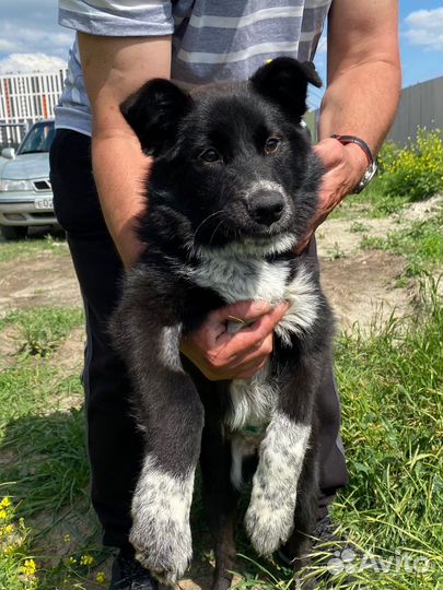 Щенок в добрые руки