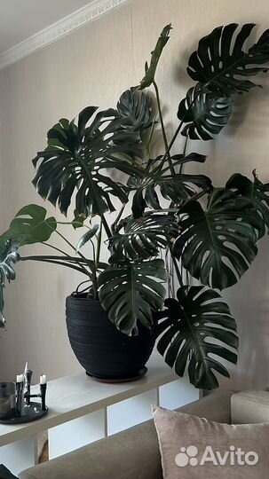 Растения Фикус Монстера Бегония Спатифилум