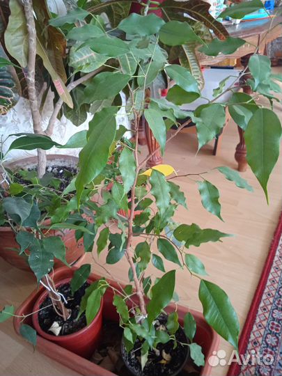 Фикусы комнатные цветы