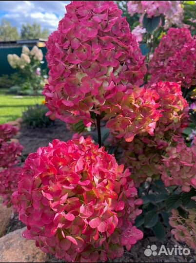 Гортензии из питомника опт и розница