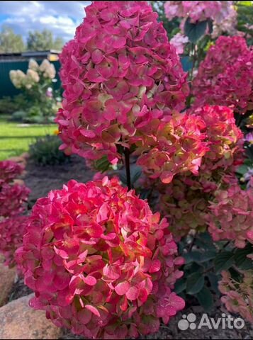 Гортензии из питомника опт и розница