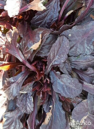 Садовые многолетники