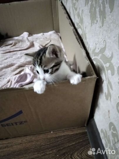 Бенгальские котята в добрые руки