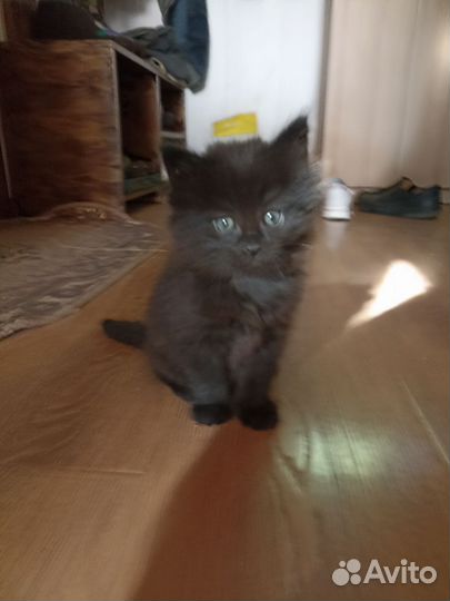 Кошки в добрые руки бесплатно