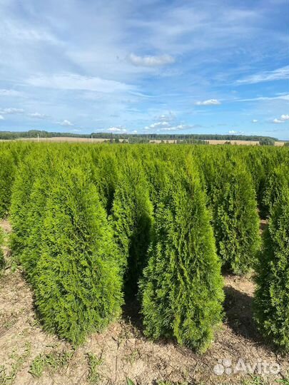 Туя Смарагд 140 см из питомника