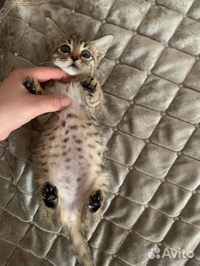 Котята полукровки