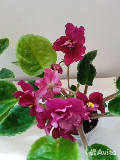 Фиалки цветущие, детки, листики