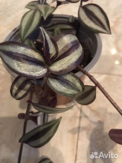 Традесканция