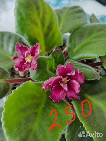 Фиалка в горшках