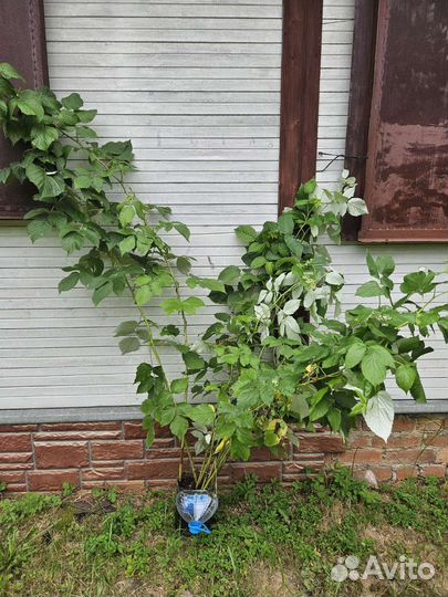 Саженцы малины