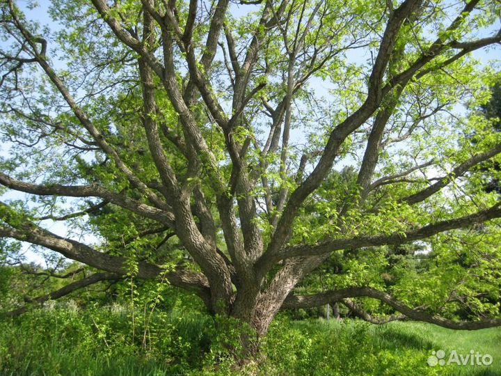 Бархат Амурский