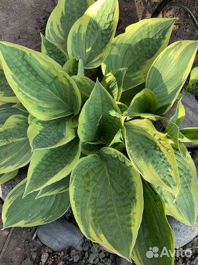 Хоста растение