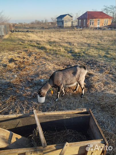 Коза дойная