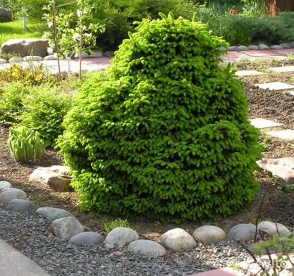 Ель Олендорфи