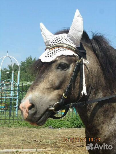 Верховая езда, иппотерапия, прогулки в лес