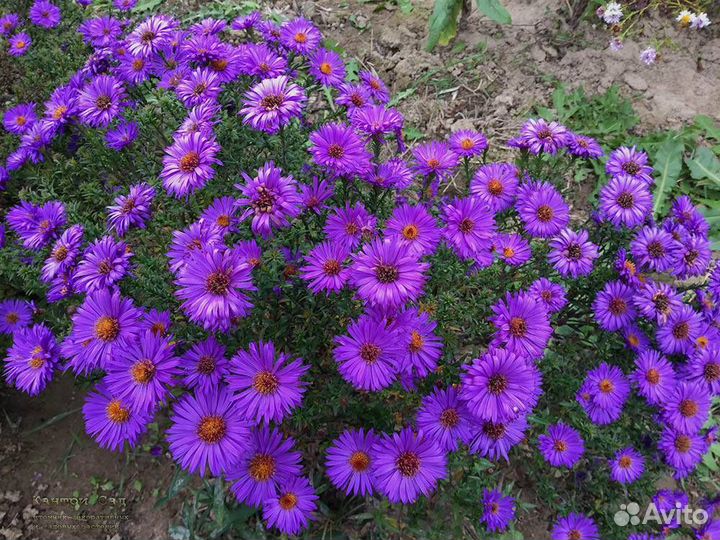 Астры многолетние (сентябрины)