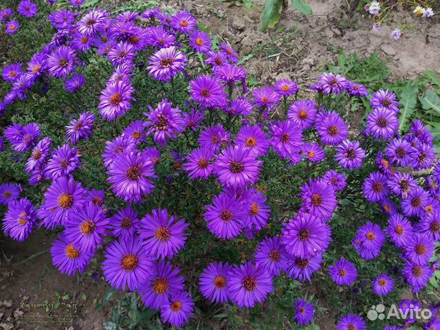 Астры многолетние (сентябрины)